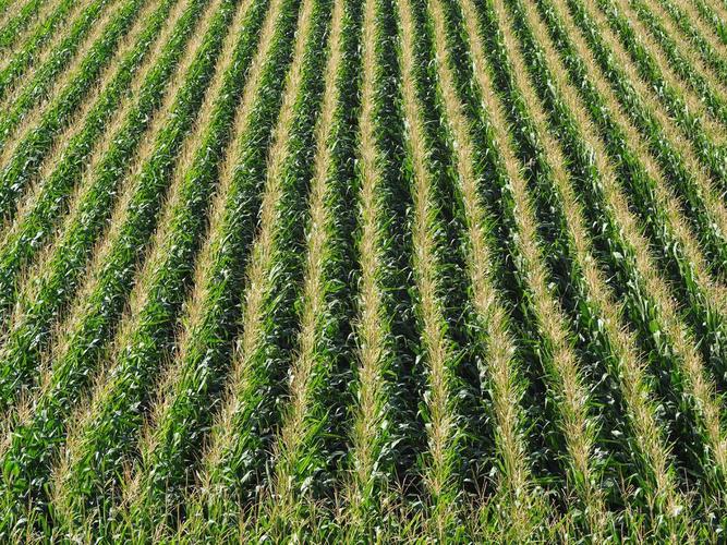 玉米 字段 麦田 农业 耕地 性质 食品 夏季 玉米棒